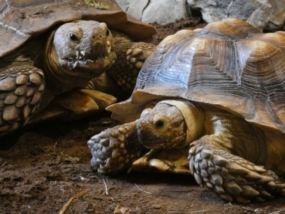 Afrikaanse sporenschildpad - De Zonnegloed - Dierenpark - Dieren opvangcentrum - Sanctuary